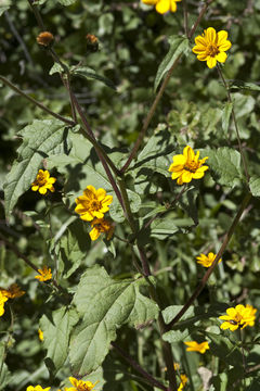 Image of Simsia amplexicaulis (Cav.) Pers.