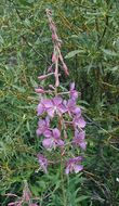 Image of fireweed