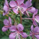 Imagem de Epilobium angustifolium subsp. circumvagum Mosquin