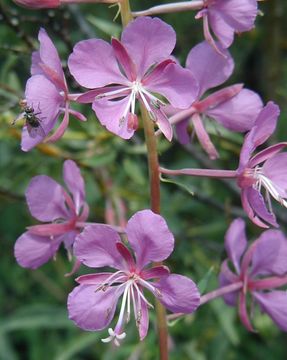 Image of fireweed