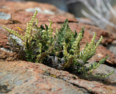 Image of Coville's lipfern