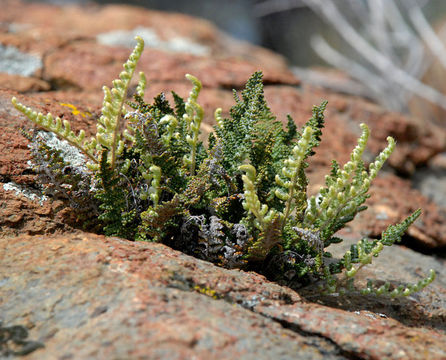 Image de Myriopteris covillei (Maxon) A. & D. Löve