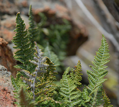 Image of Coville's lipfern