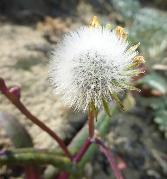 Senecio californicus DC. resmi