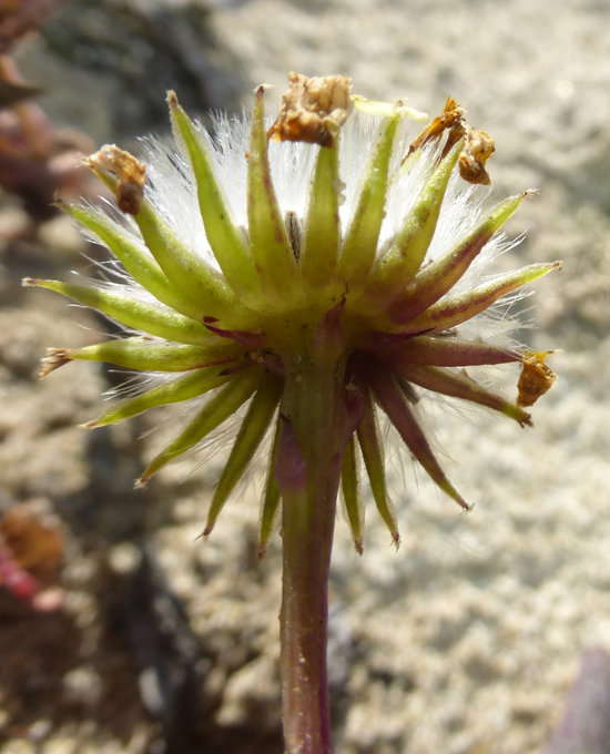 Senecio californicus DC. resmi