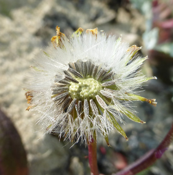 Senecio californicus DC. resmi