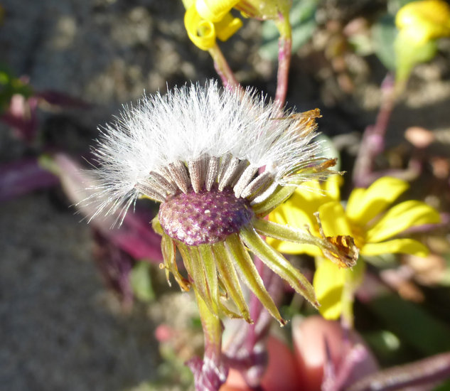 Senecio californicus DC. resmi