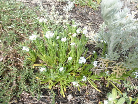 Plancia ëd Cryptantha clevelandii Greene