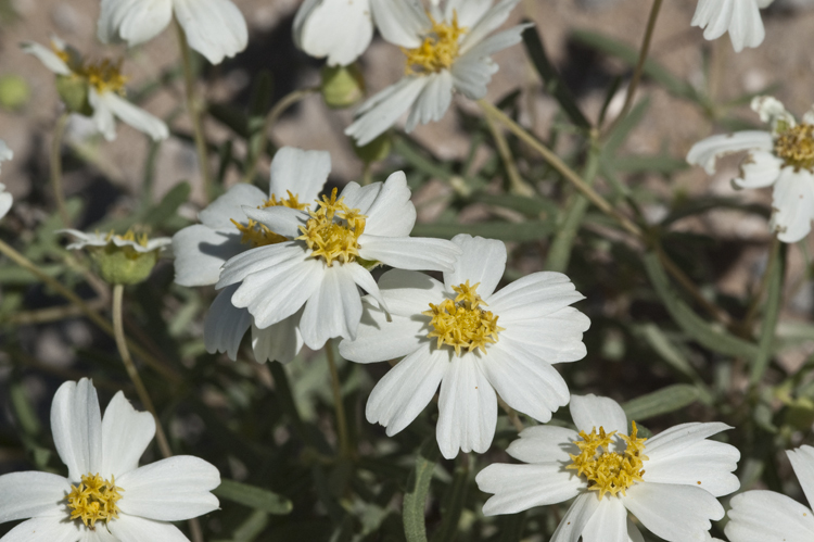 Imagem de Melampodium leucanthum Torr. & A. Gray