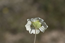 Imagem de Melampodium leucanthum Torr. & A. Gray