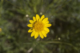 Image of fiveneedle pricklyleaf