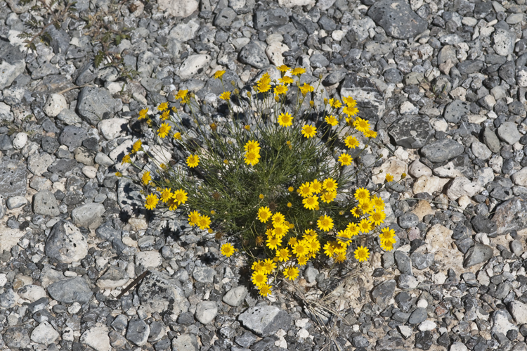 Image of fiveneedle pricklyleaf