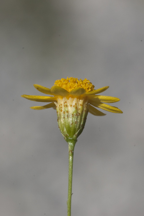 Image of fiveneedle pricklyleaf