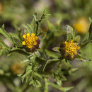 Image of fetid marigold
