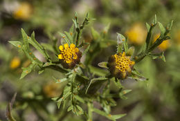 Image of fetid marigold