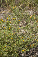 Image of fetid marigold