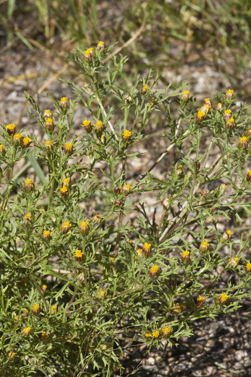 Image of fetid marigold