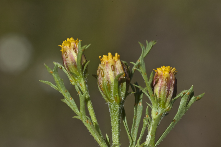 Image of fetid marigold