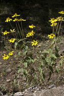 Слика од Heliopsis parvifolia A. Gray