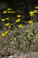 Image de Heliopsis parvifolia A. Gray