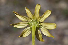 Слика од Heliopsis parvifolia A. Gray