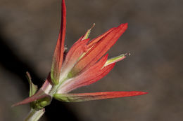 Image of Castilleja stenophylla M. E. Jones