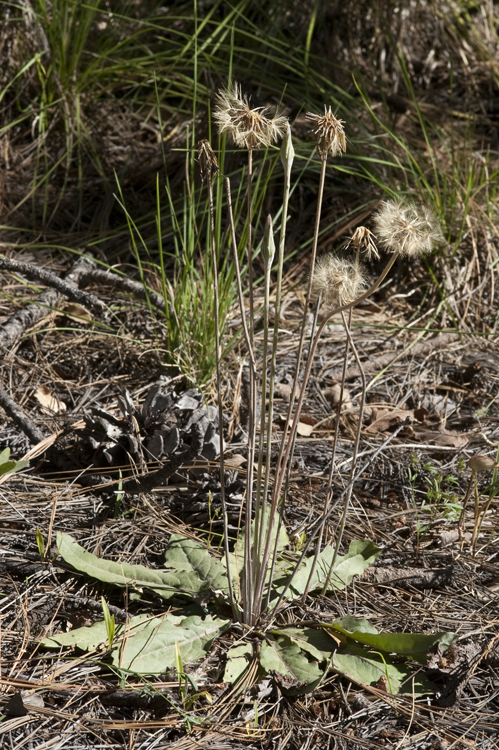 Leibnitzia lyrata (Sch. Bip.) G. L. Nesom resmi