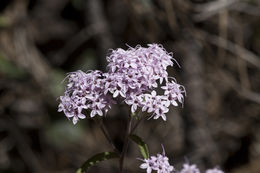 Image of Plummer's candyleaf