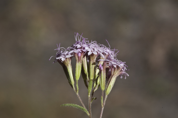 Sivun Stevia plummerae A. Gray kuva