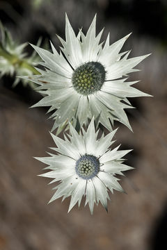 Imagem de <i>Eryngium lemmoni</i>