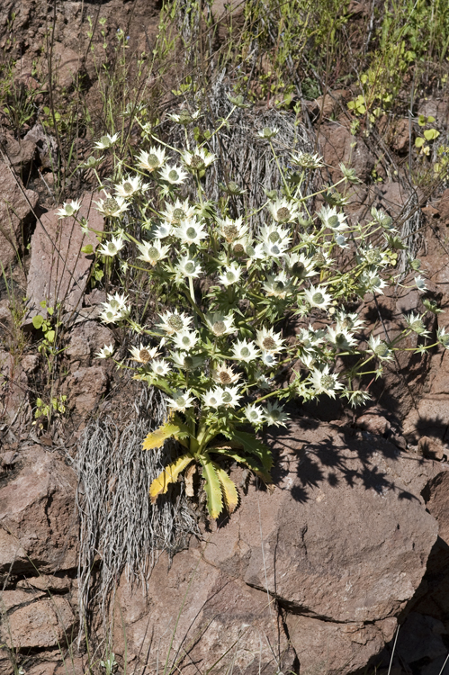 <i>Eryngium lemmoni</i> resmi