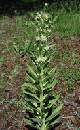 Image of monument plant