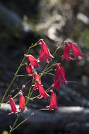 Слика од Penstemon miniatus var. townsendianus (Straw) C. C. Freeman