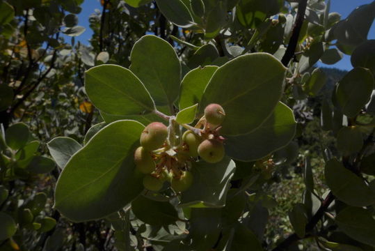 Image de Arctostaphylos canescens subsp. sonomensis (Eastw.) P. V. Wells