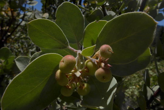 Image of Sonoma manzanita