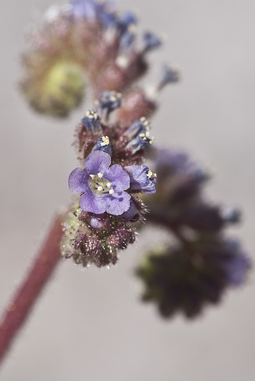 Image of skyblue phacelia