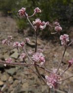 Image of chaparral buckwheat