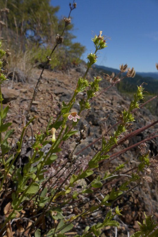 Image of scabland penstemon