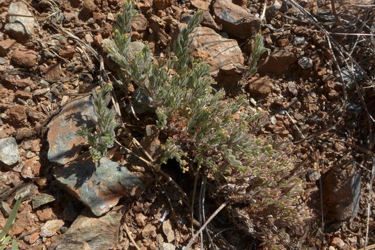 Image of rockloving erigeron