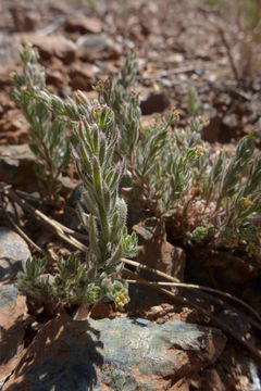 Image of rockloving erigeron