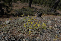 Imagem de <i>Eriogonum libertini</i>