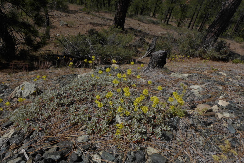 Imagem de <i>Eriogonum libertini</i>