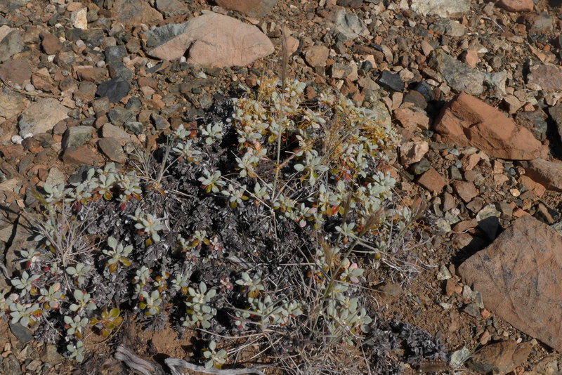 Imagem de <i>Eriogonum libertini</i>