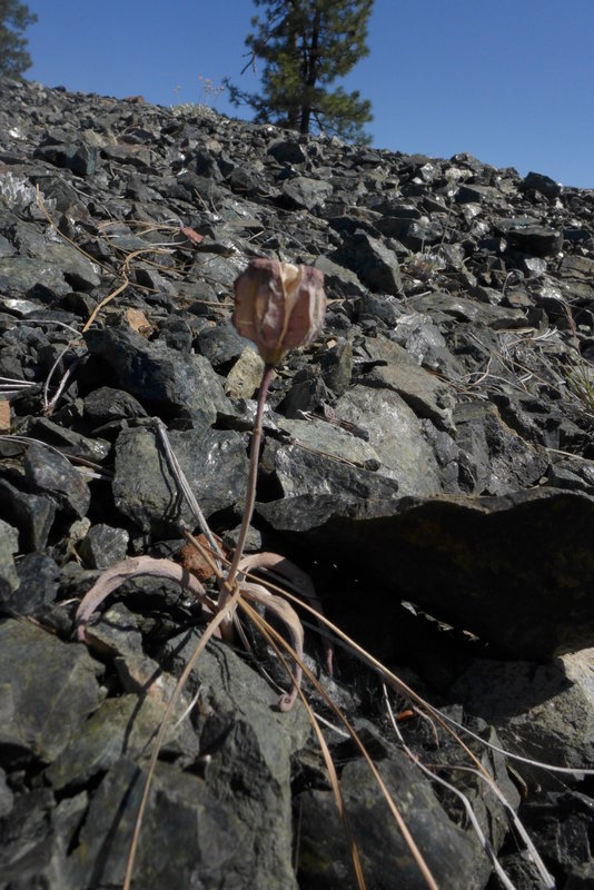 Image of Siskiyou fritillary