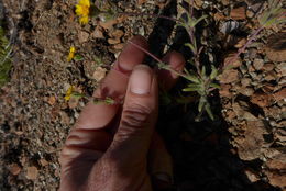 Image of Stebbins' tarweed