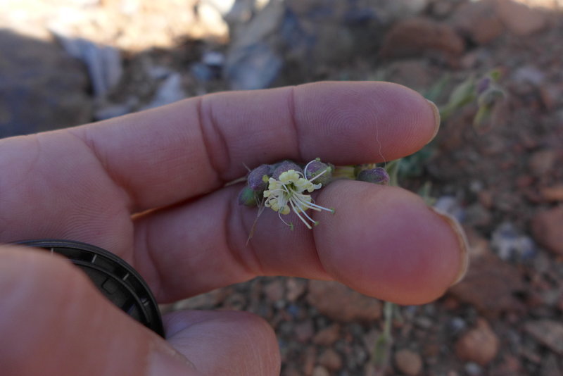 Image of Red Mountain catchfly