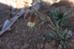 Image of Red Mountain catchfly