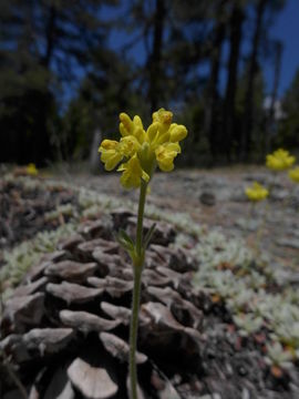 Imagem de <i>Eriogonum libertini</i>