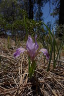 Image of bowltube iris