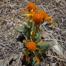 Image of flame ragwort